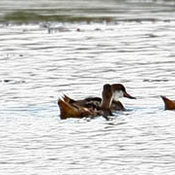 White-cheeked Pintail